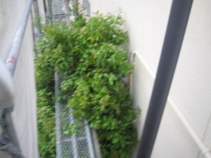 IMG_1910